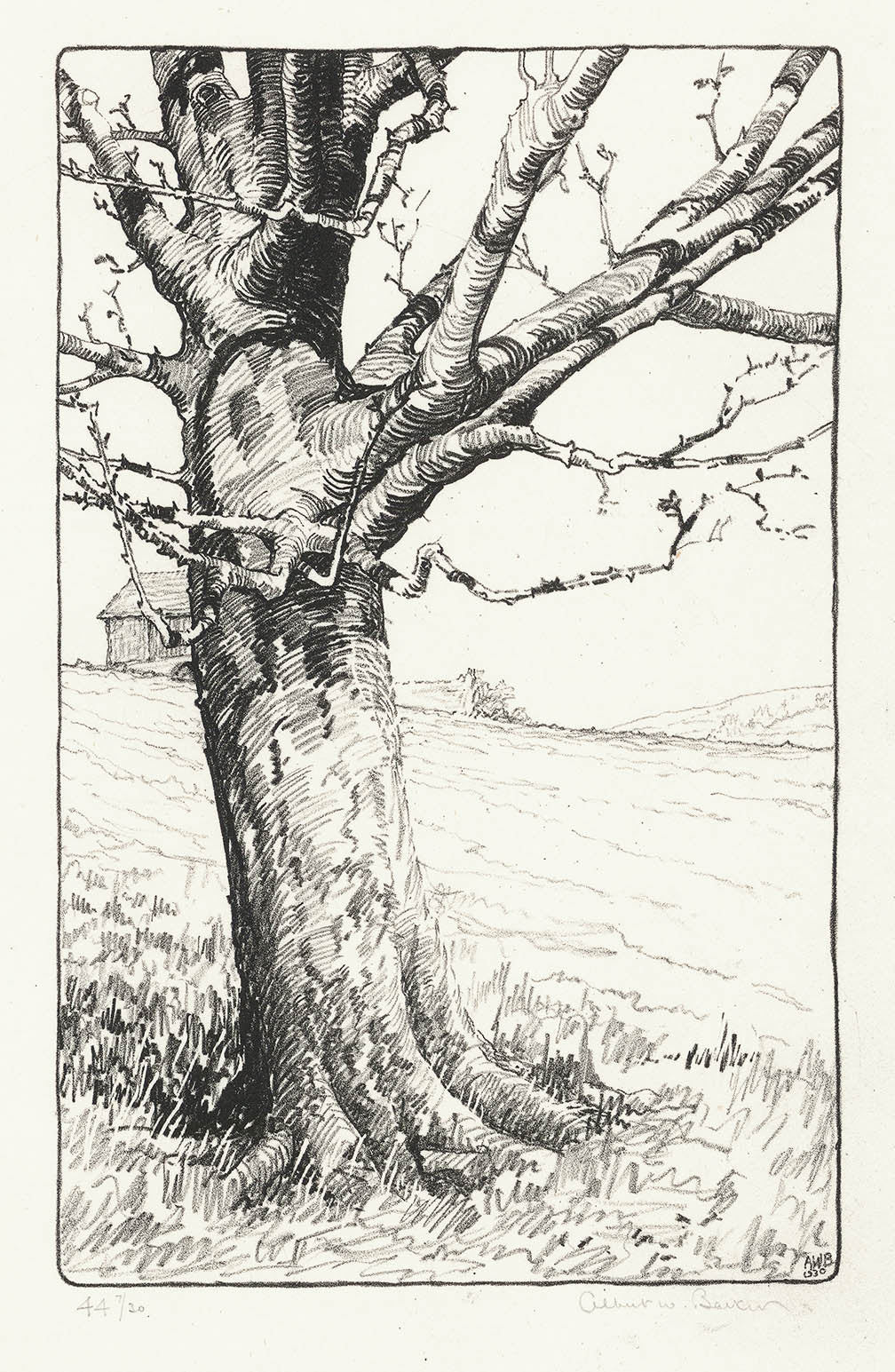 Wild Apple (Stone No. 44. Feb. 1930).