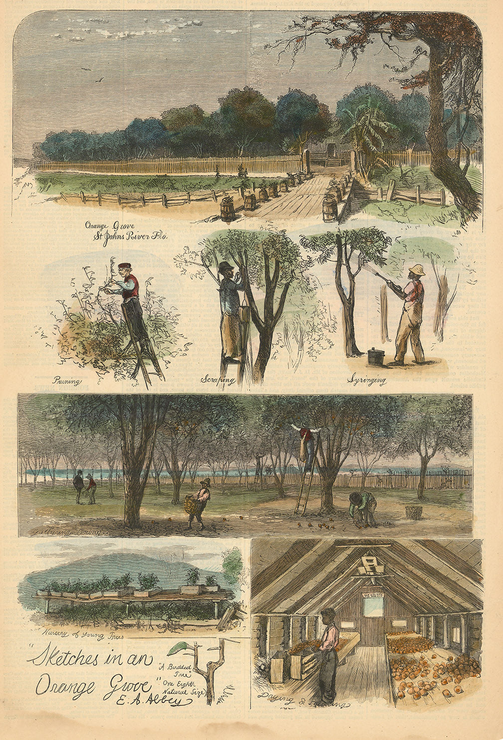 Sketches in an Orange Grove.