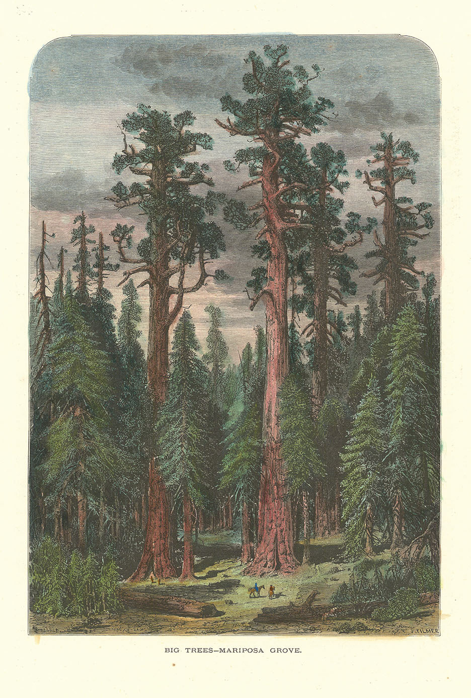 Big Trees. Mariposa Grove.