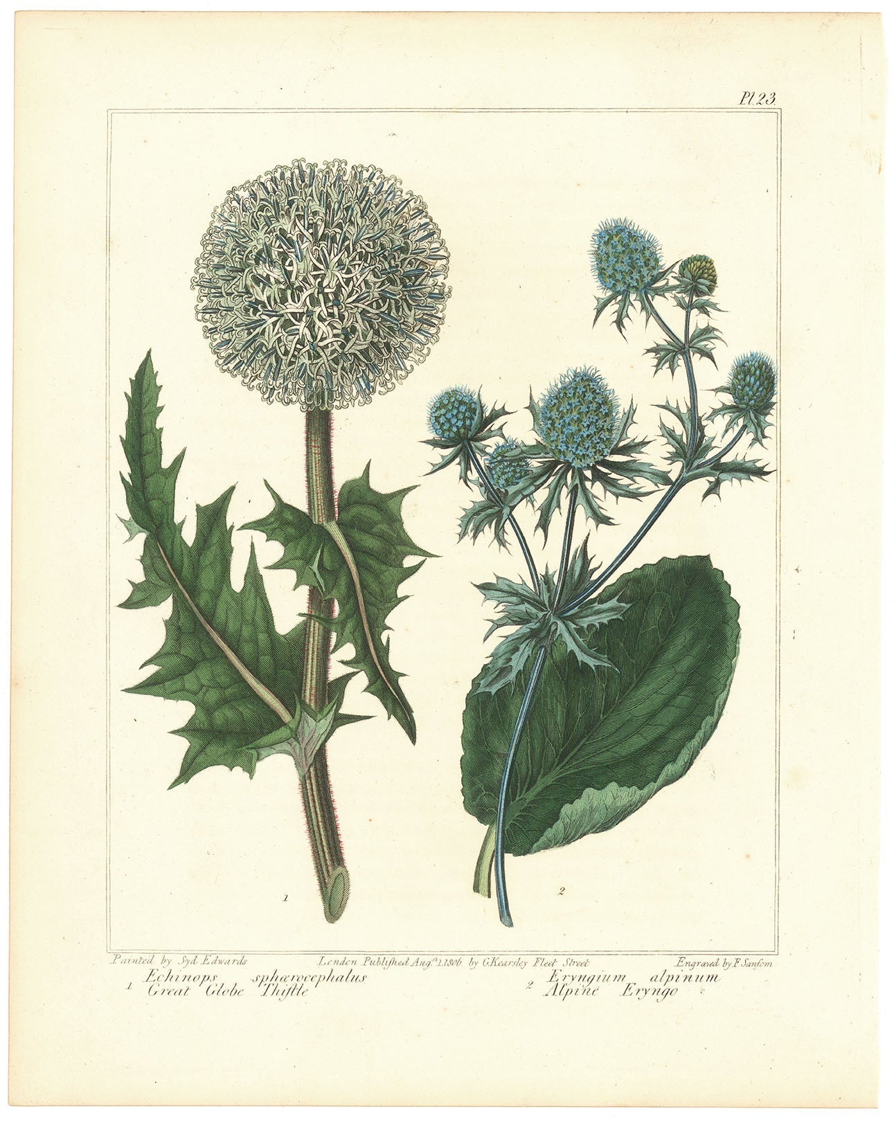 Great Globe Thistle (Echinops spaerocephalus). Queen of the Alps (Eryngium alpinum).