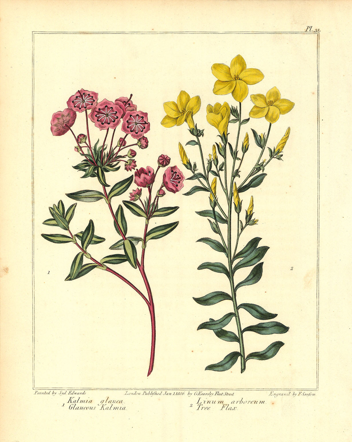 Swamp laurel (Kalmia glauca). Tree Flax (Linum arboreum).