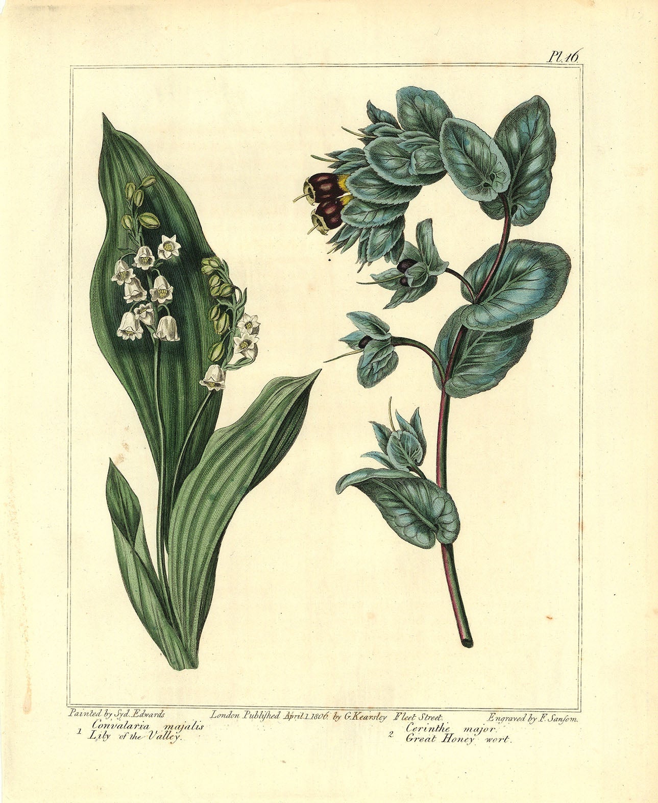 Lily of the Valley (Convalaria majalis). Honeywort (Cerinthe major).