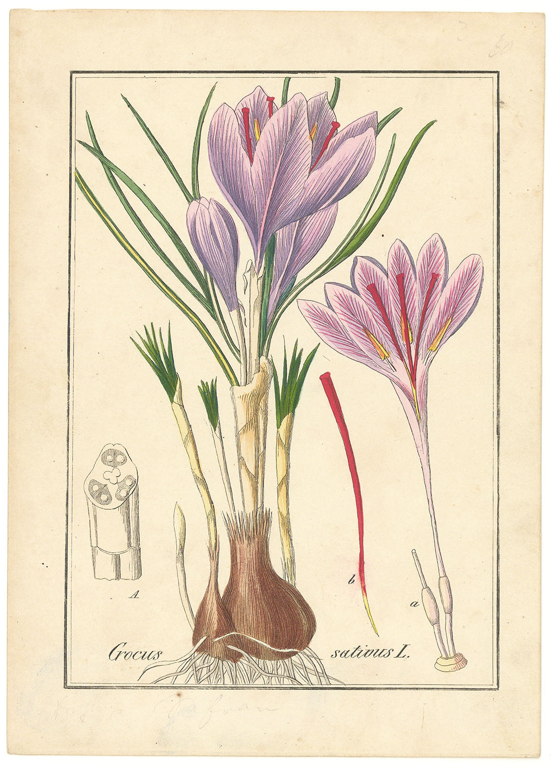 Autumn Crocus (Crocus sativus L.)