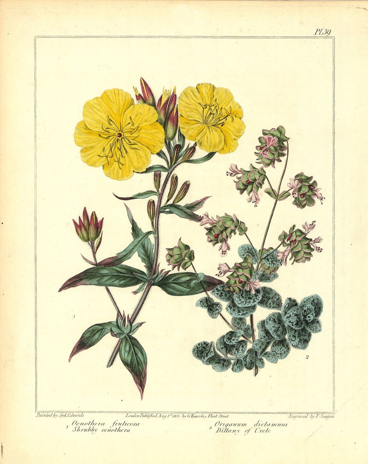 Narrow-leaved sundrops (Oenothera fruticosa). Dittany of Crete (Origanum dictamnus).