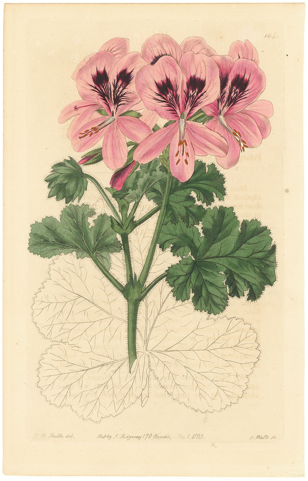 Pansy (Viola x wittrockiana).