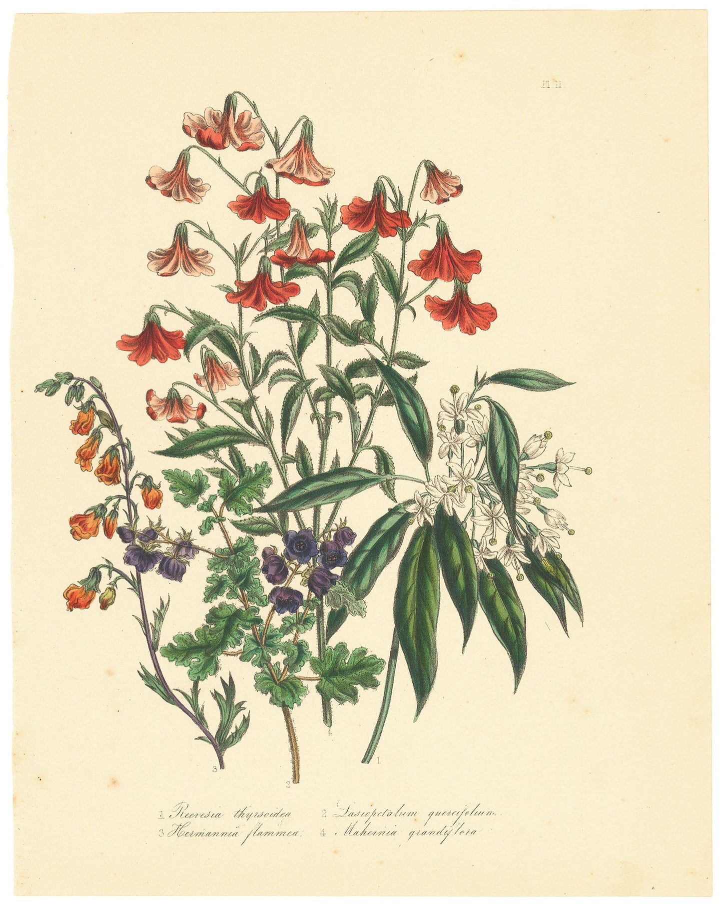1. Reevesia. (Reevesia thyrsoidea. 2. Oak-leaved Lasiopetalum. (Lasiopetalum querecifolium). 3. Flame Flower. (Hermannia flammea). 4. Large-flowered Hermannia. (Mahernia grandiflora). Pl. 11.