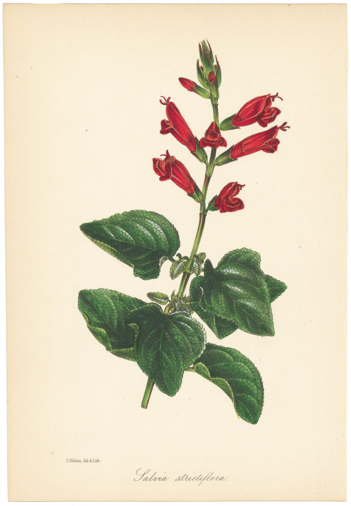 Salvia (Salvia strictiflora.)