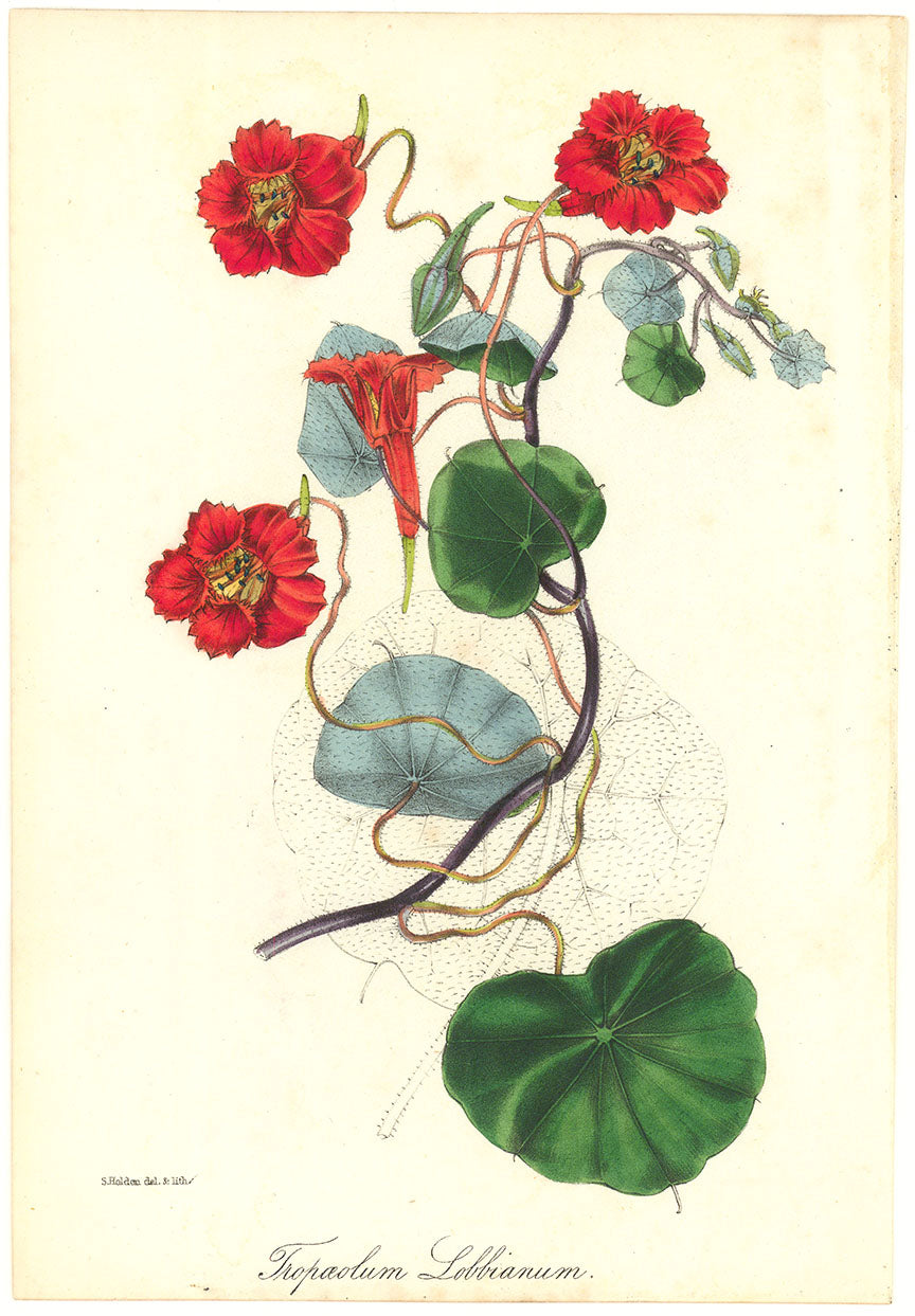 Tropaeolum Lobbianum. ( Nasturtium ).