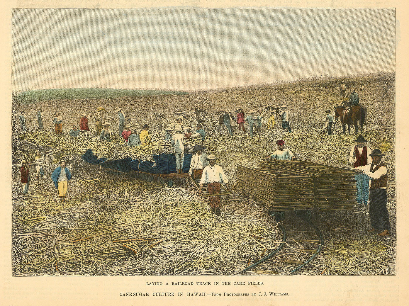 Laying a Railroad Track in the Cane Fields.