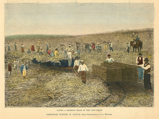 Laying a Railroad Track in the Cane Fields.