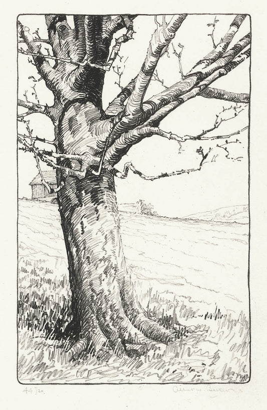 Wild Apple (Stone No. 44. Feb. 1930).