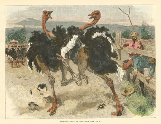 Ostrich-Farming in California.