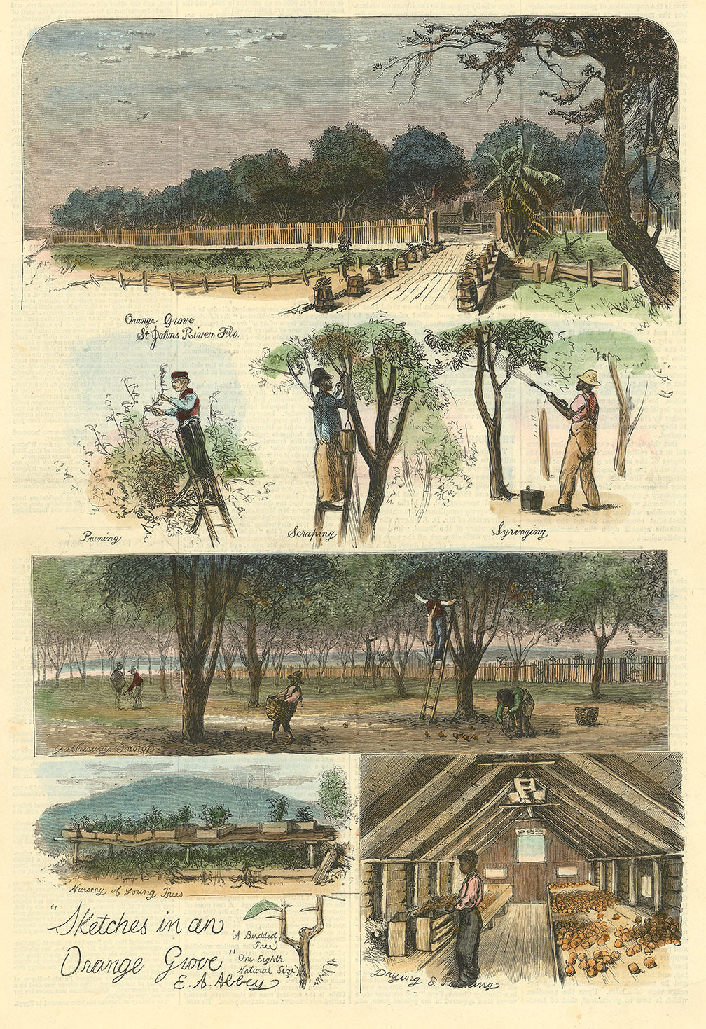 Sketches in an Orange Grove.