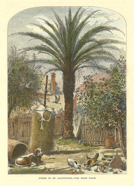 Scene in St. Augustine. The Date Palm.