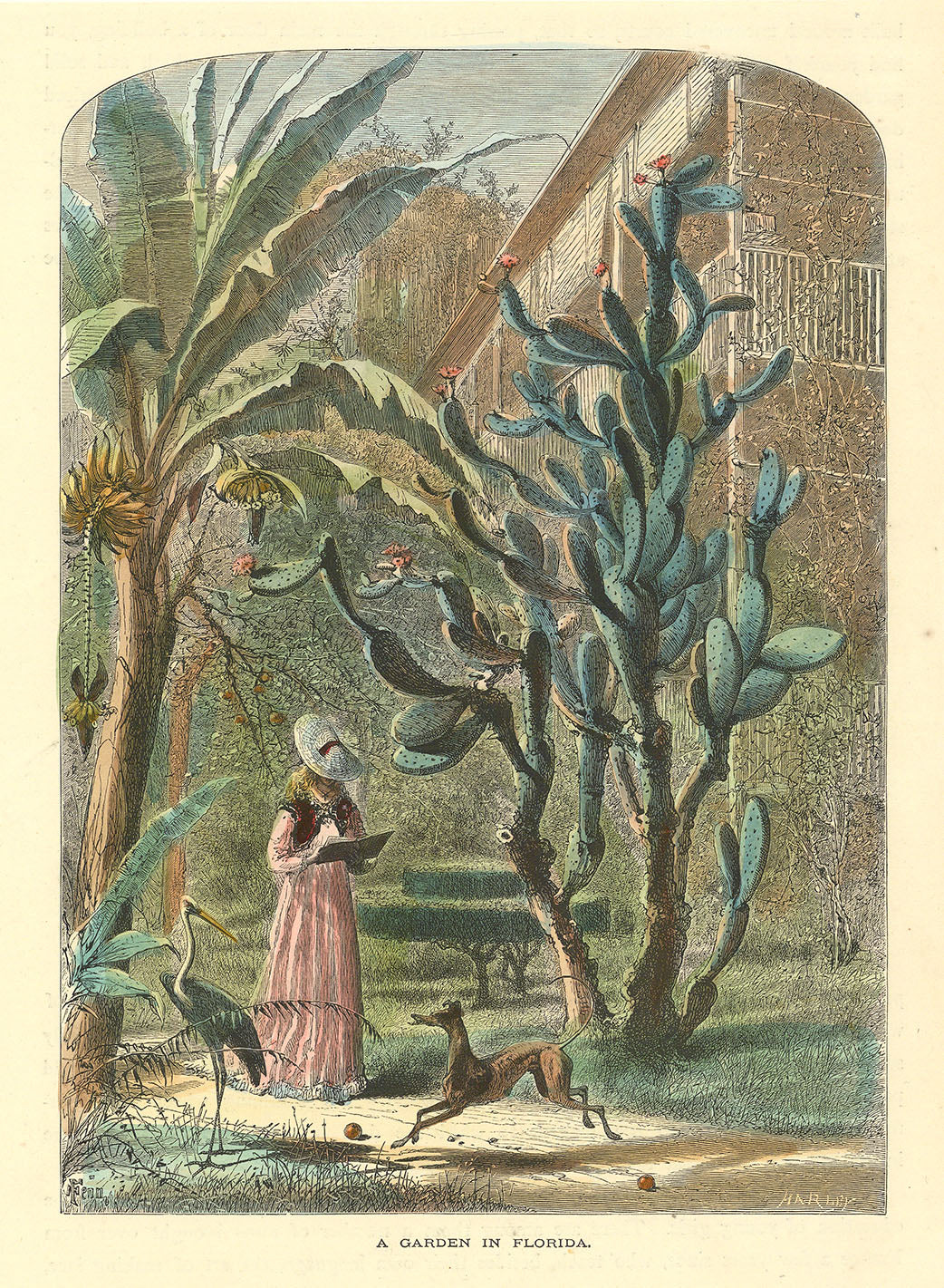 A Garden in Florida.