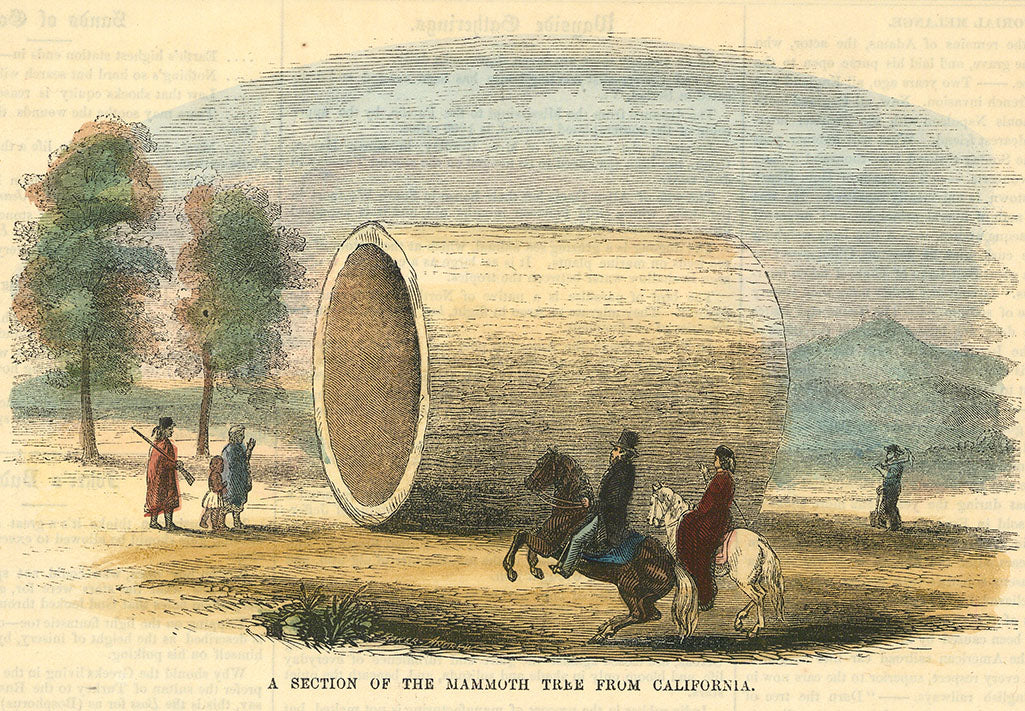 Section of the Mammoth Tree from California.