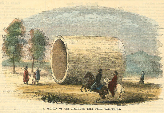 Section of the Mammoth Tree from California.