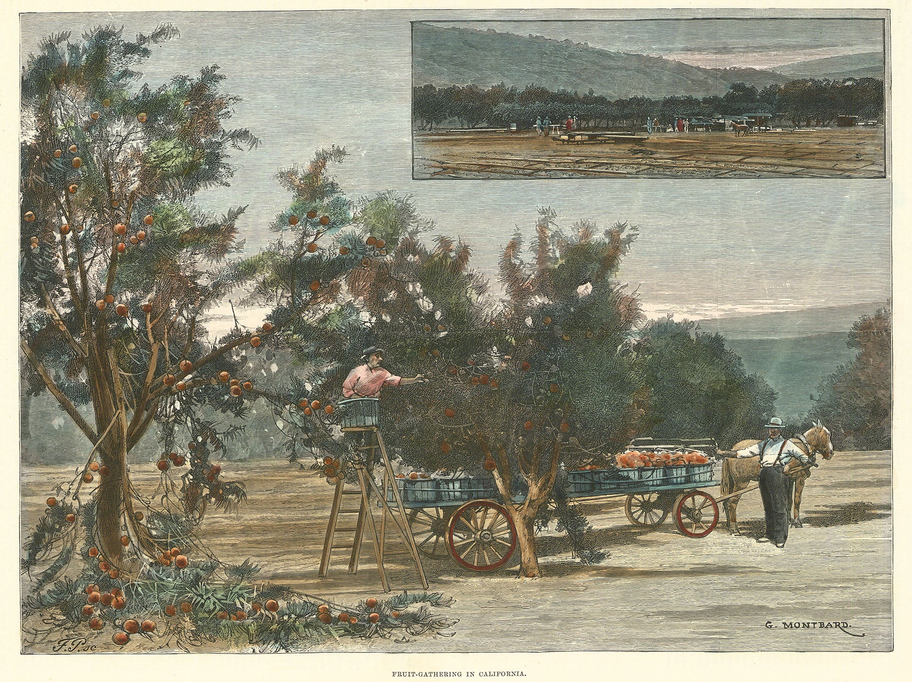 Fruit-Gathering in California.