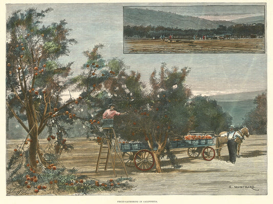 Fruit-Gathering in California.