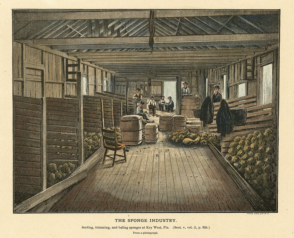The Sponge Industry. Sorting, trimming, and baling sponges at Key West, Fla.
