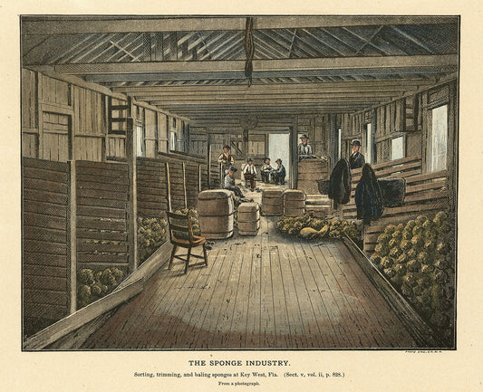 The Sponge Industry. Sorting, trimming, and baling sponges at Key West, Fla.
