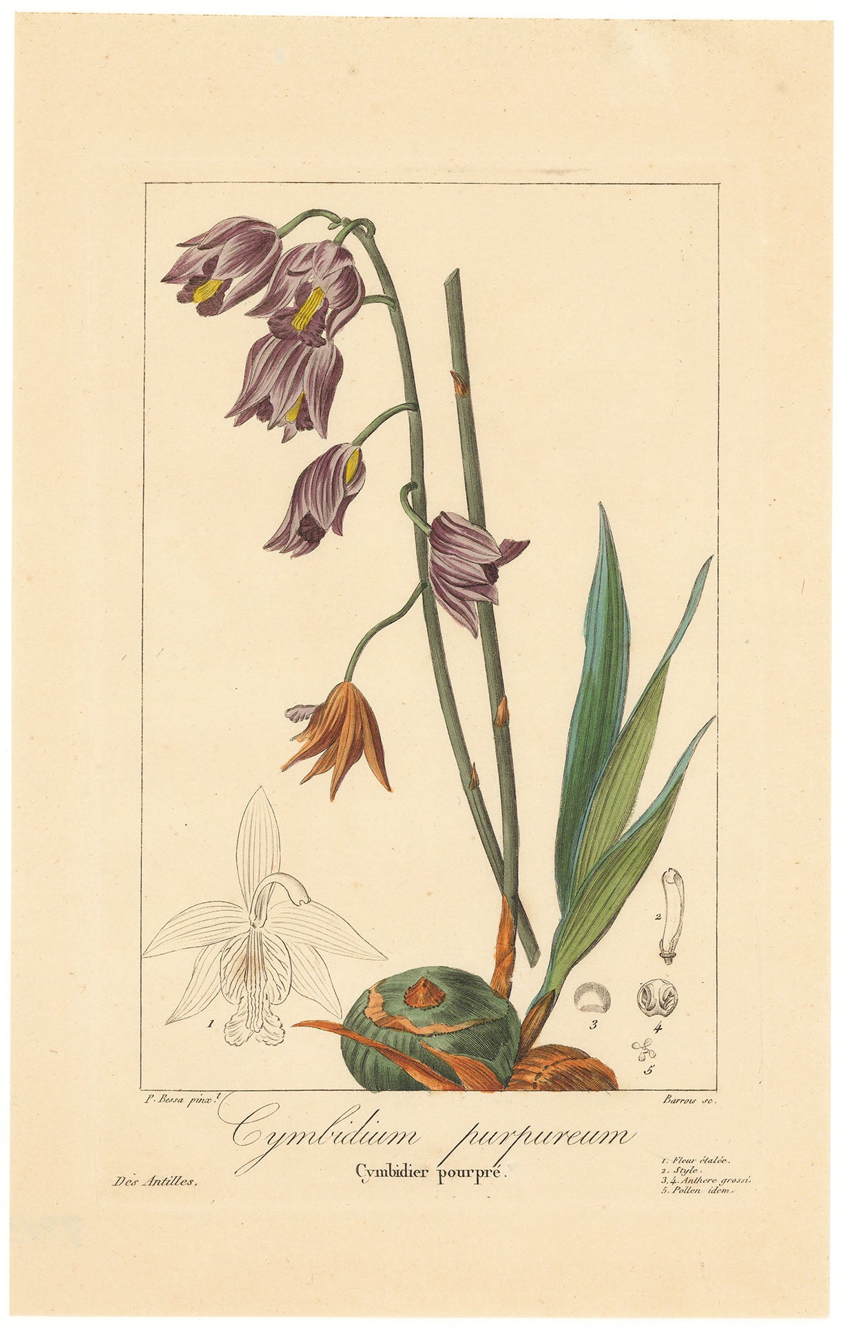 Cymbidium purpureum.  Cymbidier pourpre.