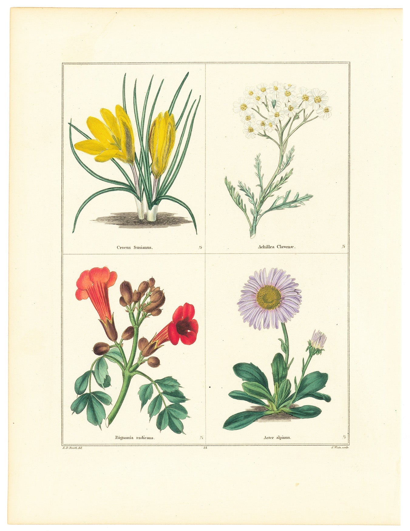 Cloth of Gold Crocus (Crocus susianns). Silvery Yarrow (Achillea slavenae). Trumpet Vine. (Bignonia radicans). Alpine Aster (Aster alpinus).