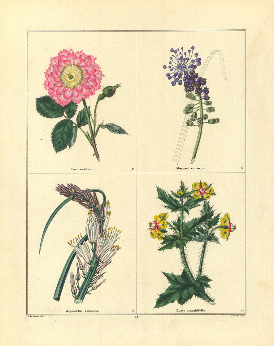 Cabbage rose (Rosa centifolia). Tassel hyacinth (Muscari comosium). Branched asphodel (Asphodelus ramosus). Chile nettle (Loaza acanthifolia).