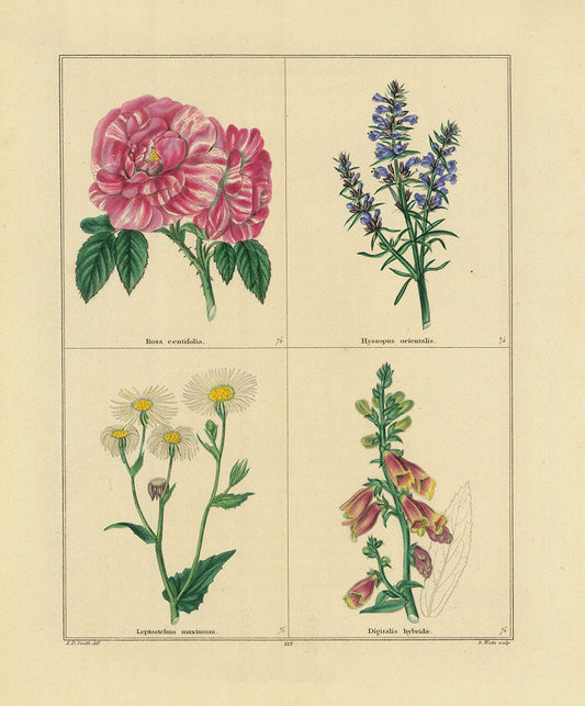 Cabbage rose (Rosa centifolia). Hyssop (Hyssopus orientalis). Great Leptostelma (Leptostelma maximum). Foxglove (Digitalis hybrida).
