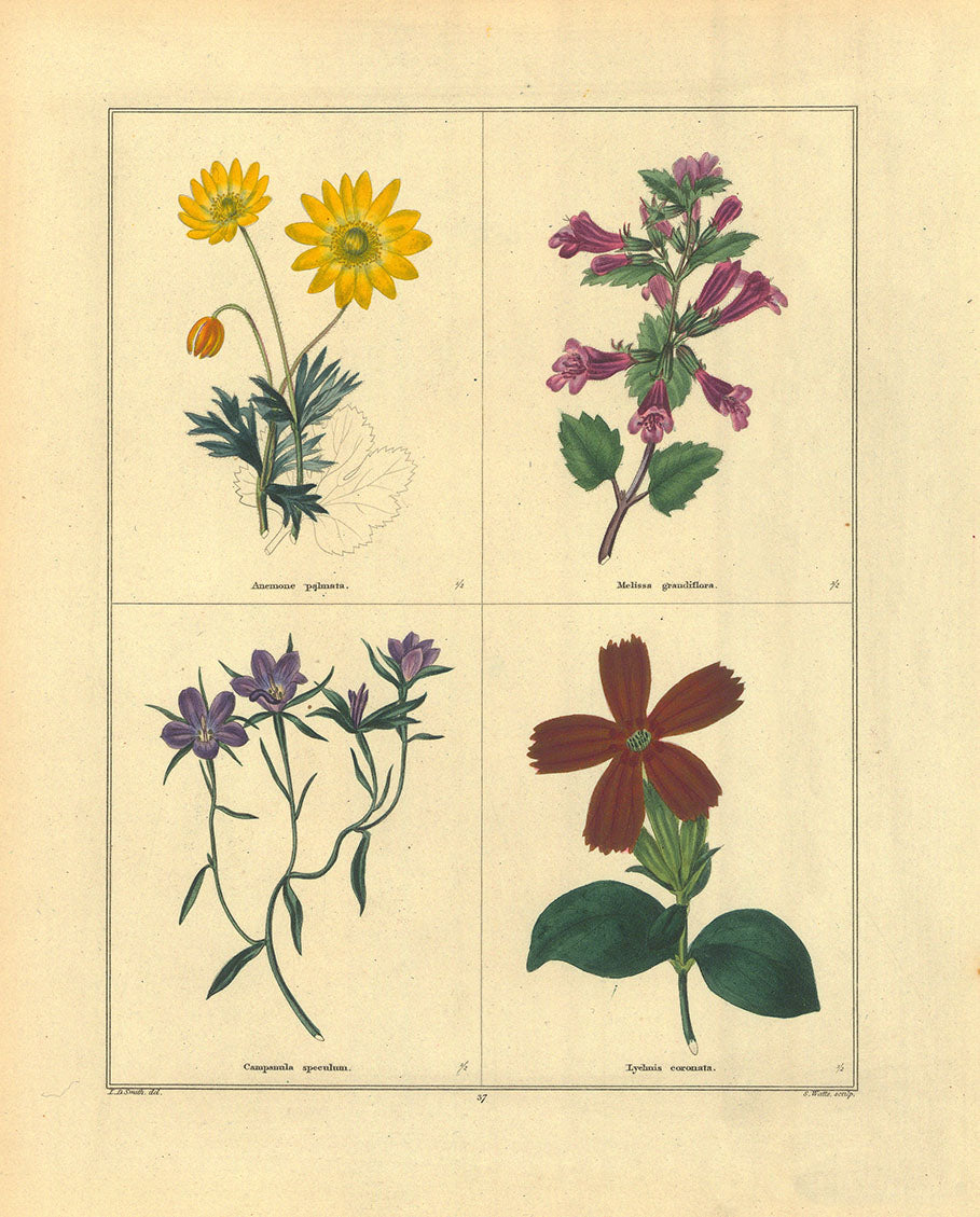 Yellow Anemone (Anemone palmata). Large-Flowered Calamint (Melissa grandiflora). Looking glass (Campanula speculum). Rose campion (Lychnis coronata).