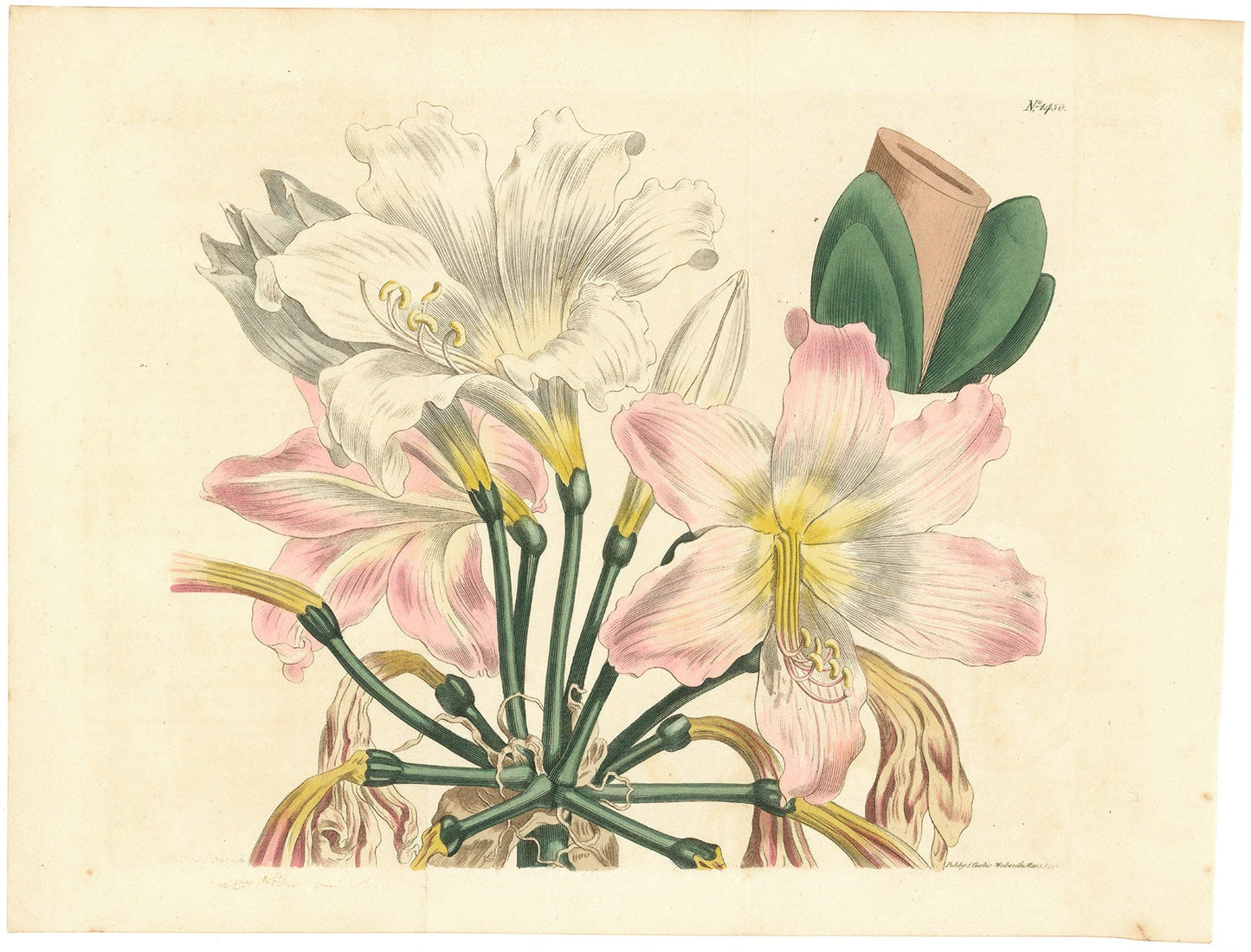 The Blush Lily or Amaryllis. Volume LXXVI. Plate 1450.