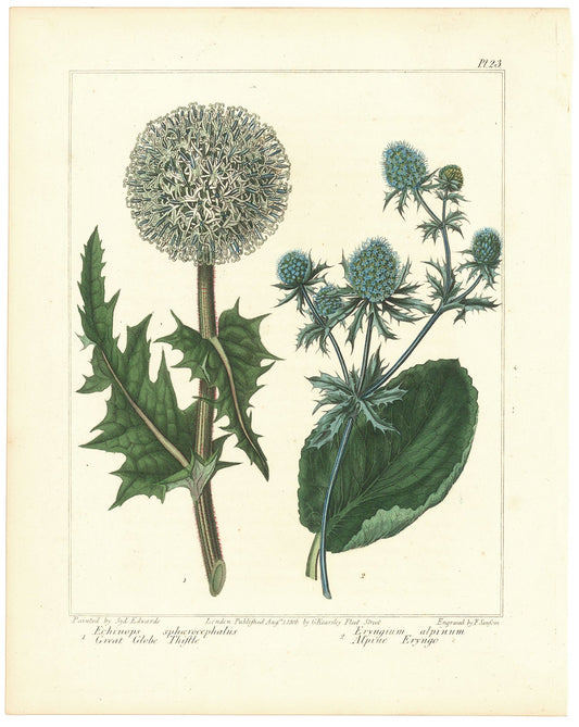 Great Globe Thistle (Echinops spaerocephalus). Queen of the Alps (Eryngium alpinum).