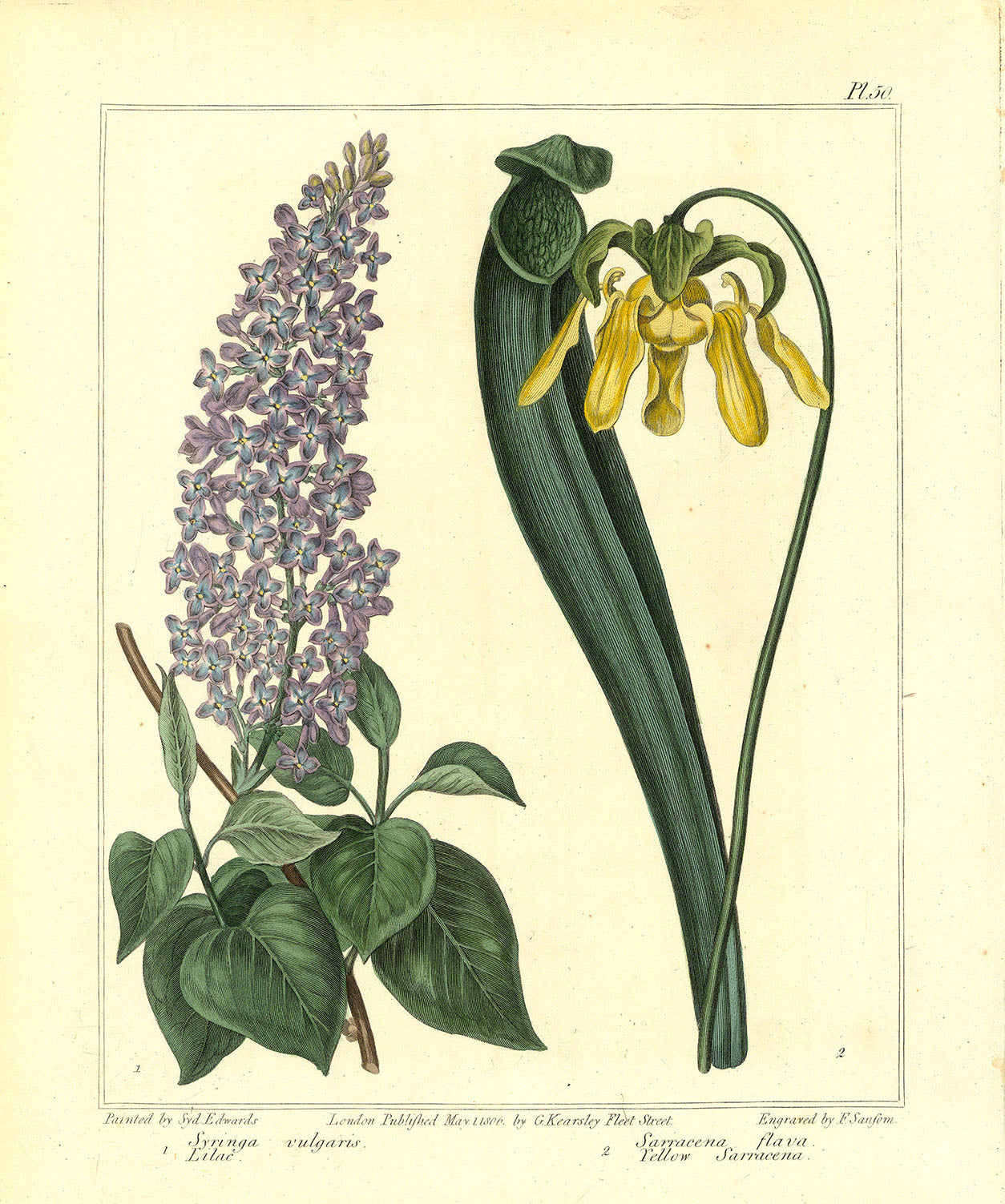 Lilac (Syringa vulgaris). Yellow pitcher plant (Sarracena flava).