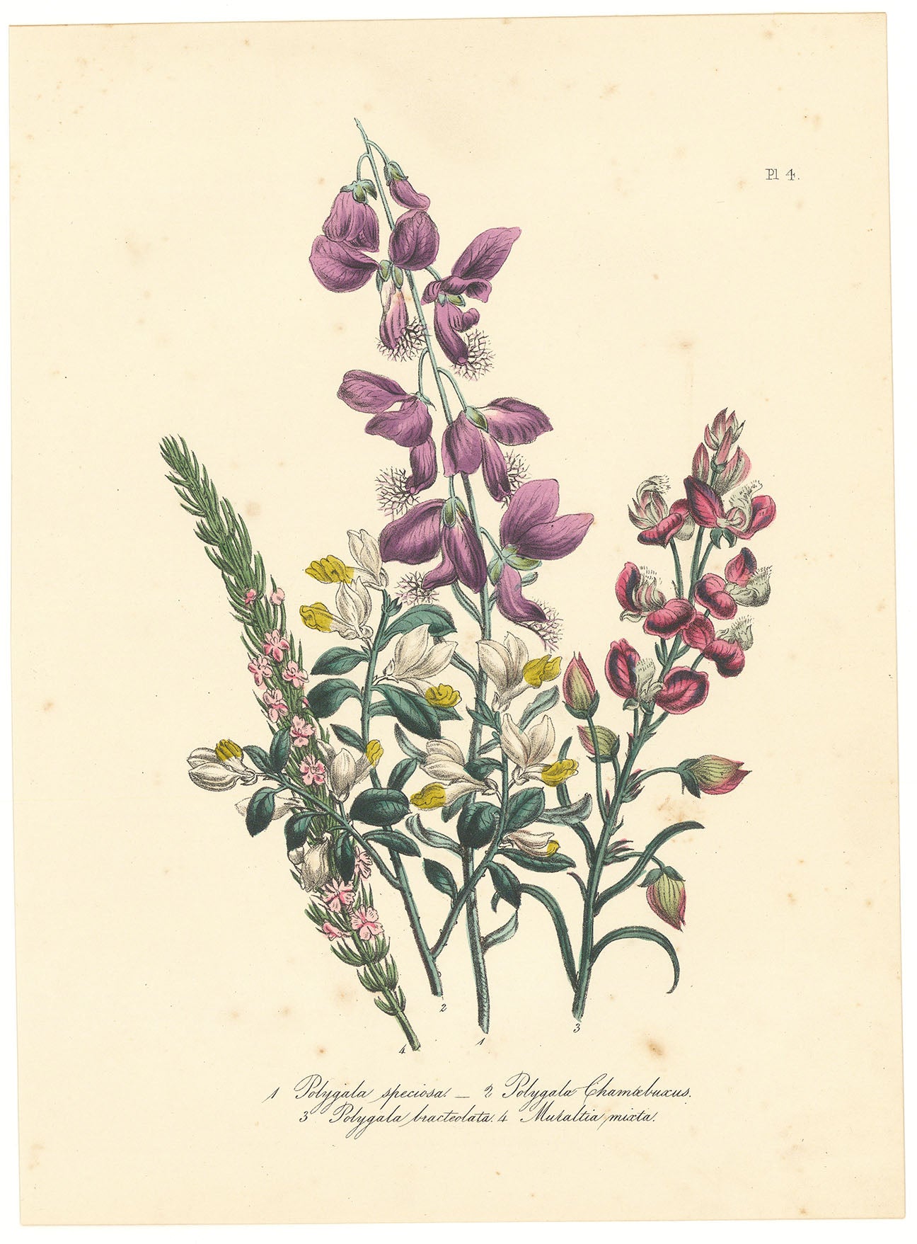 Varieties of Milkwort. ( Pl. 4. 1. Polygala speciosa. 2. Polygala Chamaebuscus. 3. Polygala bracteolata. 4. Muraltia mixta. )