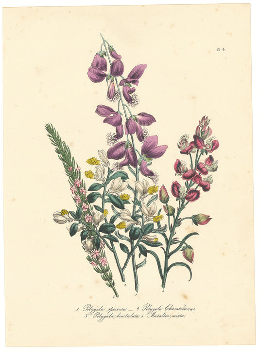 Varieties of Milkwort. ( Pl. 4. 1. Polygala speciosa. 2. Polygala Chamaebuscus. 3. Polygala bracteolata. 4. Muraltia mixta. )