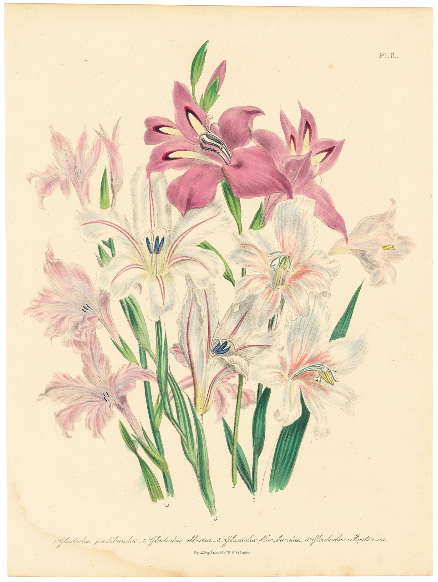 Variety of Gladiolus flowers (Gladiolus pudibundus. 2. Gladiolus albidus. 3. Gladiolus floribundus. 4. Gladiolus Mortonius.)