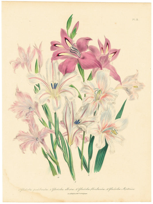 Variety of Gladiolus flowers (Gladiolus pudibundus. 2. Gladiolus albidus. 3. Gladiolus floribundus. 4. Gladiolus Mortonius.)