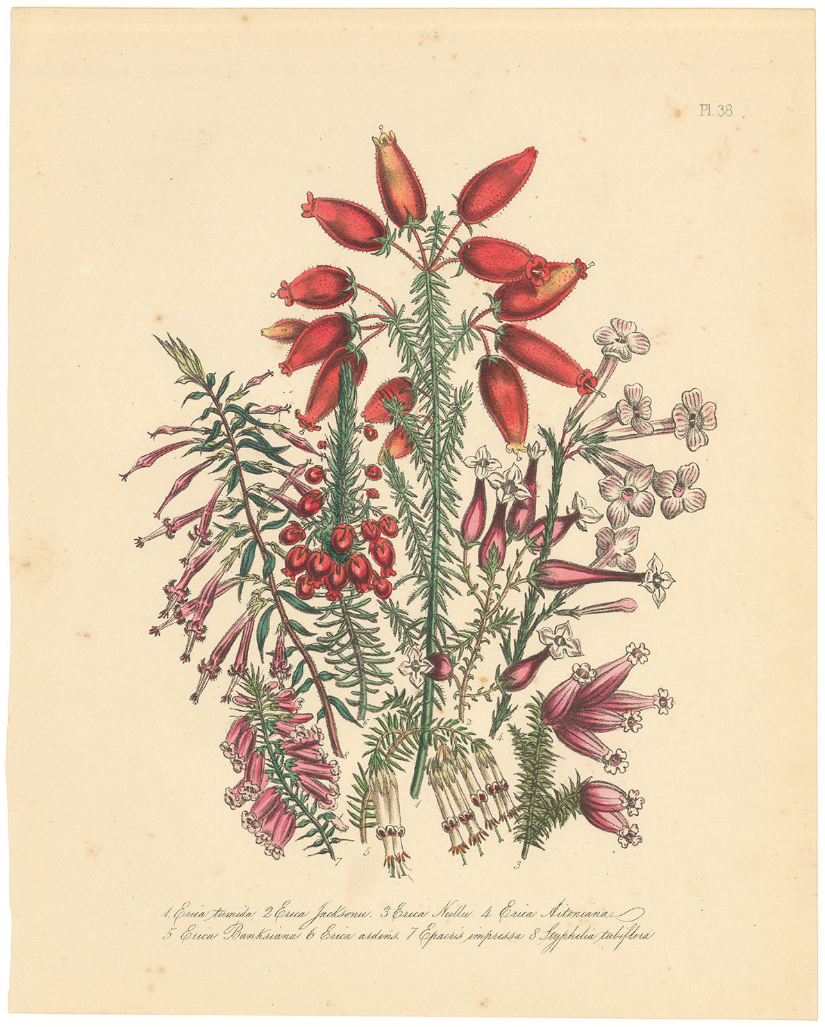 A Variety of Heathers.  (Pl. 38. 1. Erica tumida. 2. Erica Jacksonii. 3. Erica Neillii. 4. Erica Aitoniana. 5. Erica Banksiana. 6. Erica ardens. 7. Epacris impressa. 8. Styphelia tubiflora.)