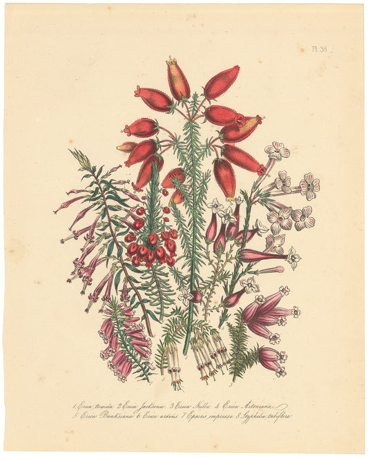 A Variety of Heathers.  (Pl. 38. 1. Erica tumida. 2. Erica Jacksonii. 3. Erica Neillii. 4. Erica Aitoniana. 5. Erica Banksiana. 6. Erica ardens. 7. Epacris impressa. 8. Styphelia tubiflora.)