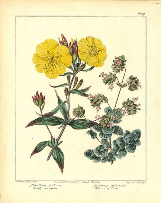 Narrow-leaved sundrops (Oenothera fruticosa). Dittany of Crete (Origanum dictamnus).