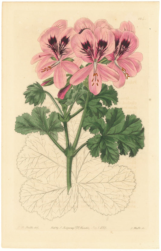 Pansy (Viola x wittrockiana).