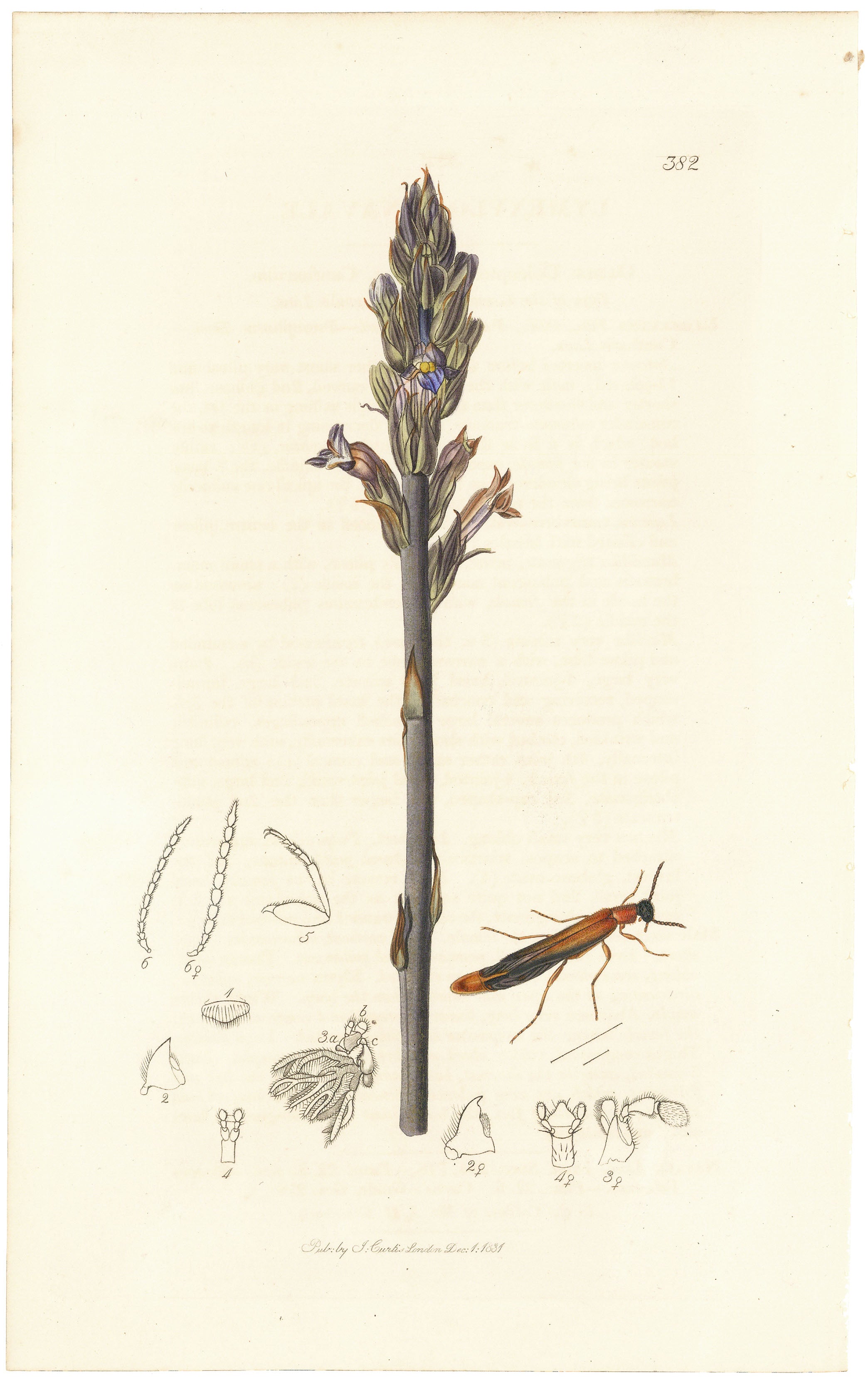 Lymexylon Navale. (Ship-timber Beetle) Plate 382.