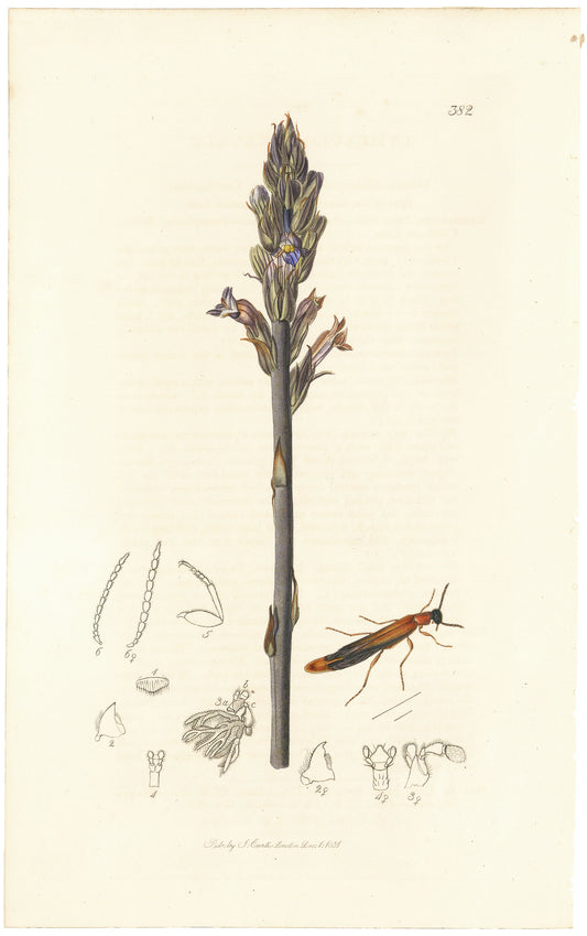 Lymexylon Navale. (Ship-timber Beetle) Plate 382.