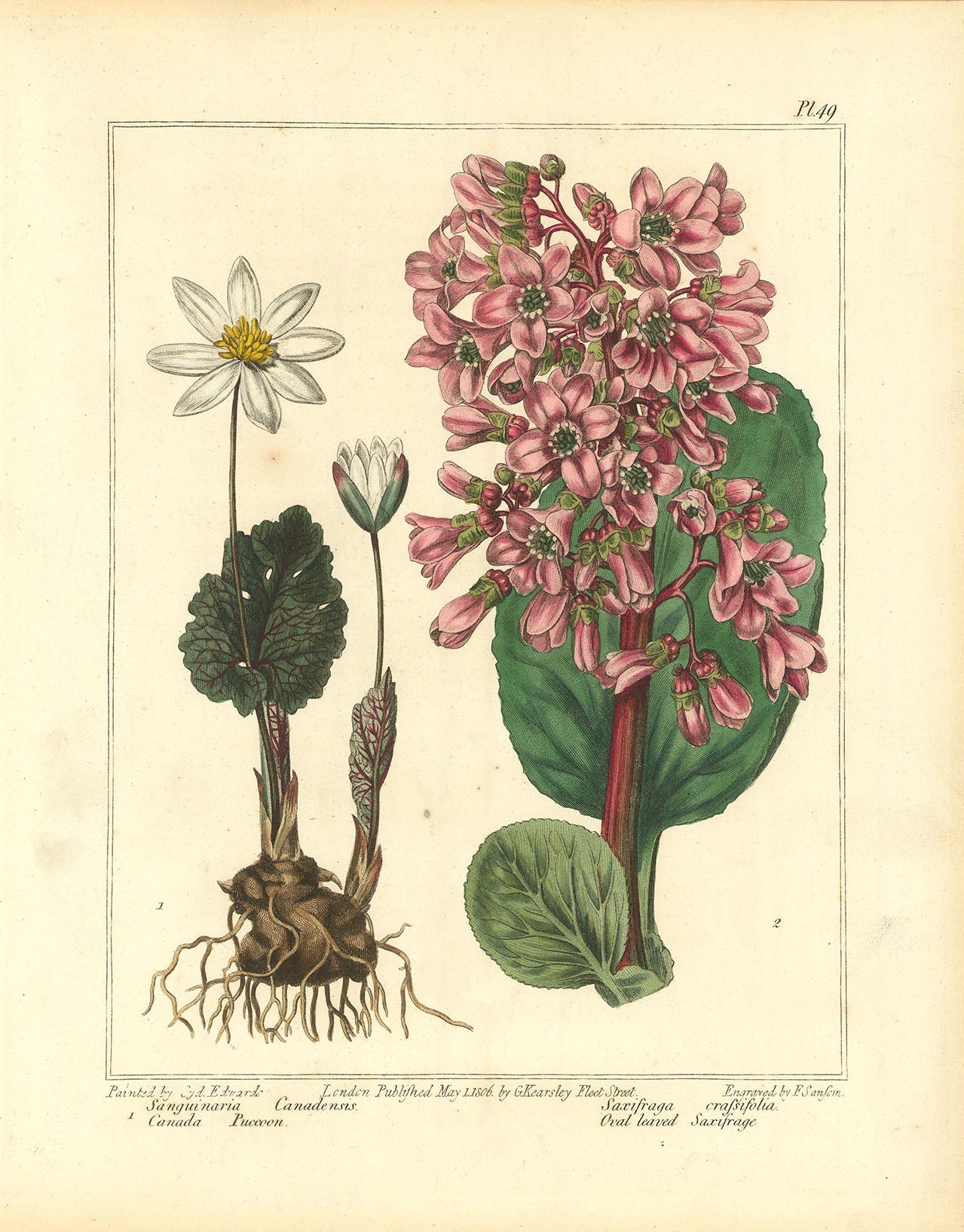 Bloodroot (Sanguinaria Canadiensis). Heart-leaved bergenia (Saxifraga crassifolia).