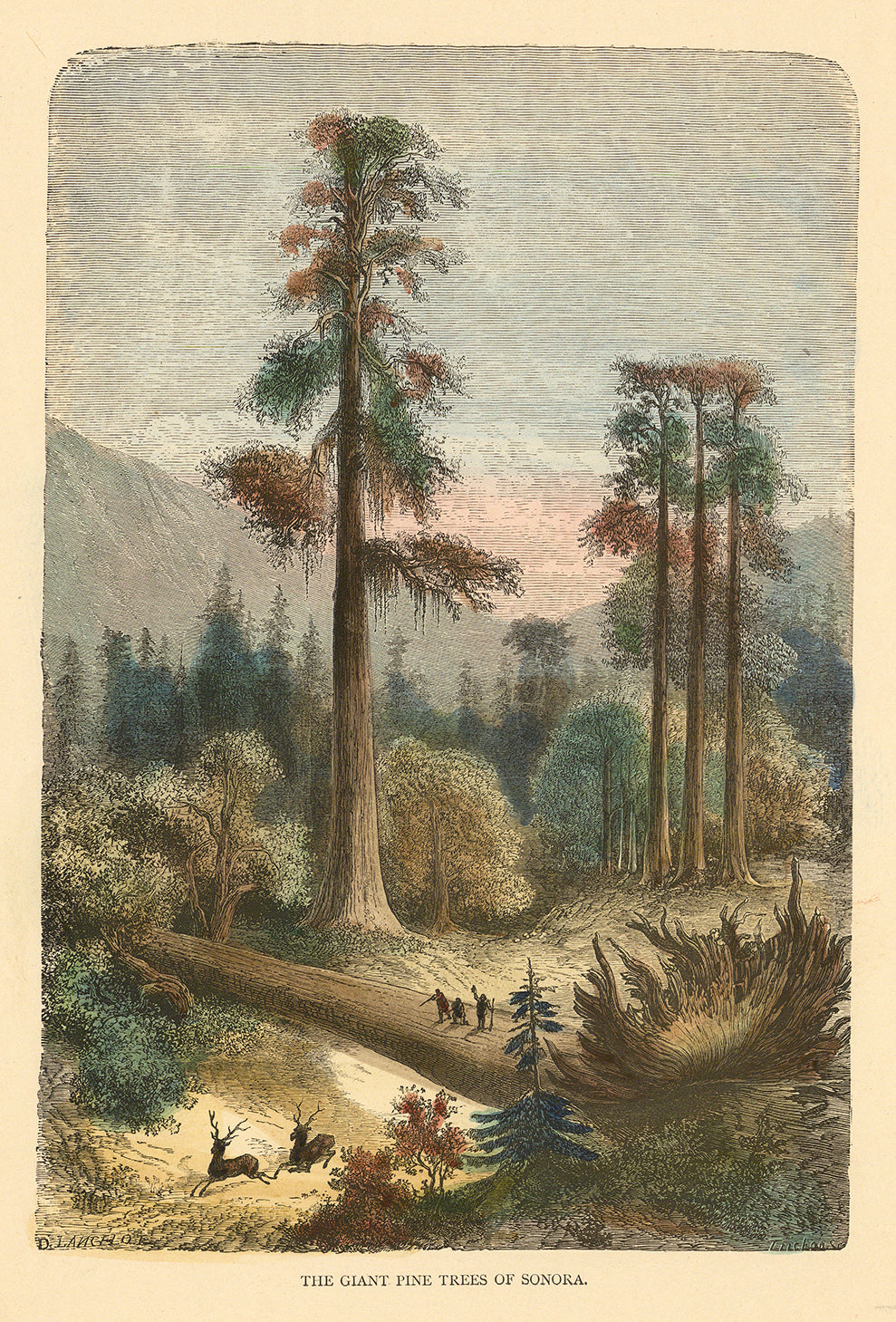 Giant Pine Trees of Sonora.