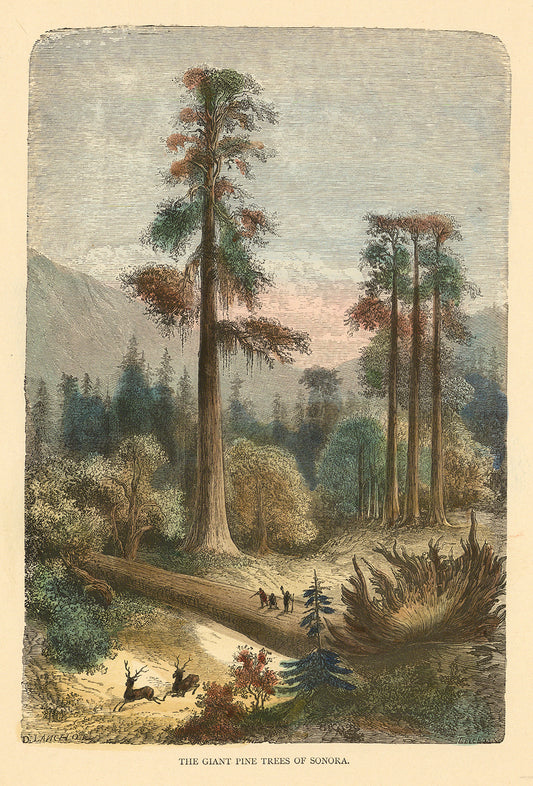 Giant Pine Trees of Sonora.