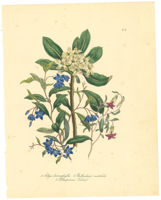 1. Bluebell Creeper. (Sollya heterophylla). 2. Apple Berry. (Billardiera mutabilis). 3. Mock Orange. (PittosporumTobira). Pl. 8.
