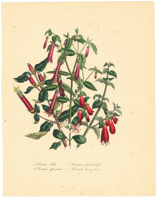 1. White Correa. (Corraea Alba). 2. Beautiful Correa. (Corraea pulchella). 3. Showy Correa. (Corraea speciosa). 4. Long-flowered Correa. (Corraea longiflora). Pl. 20.