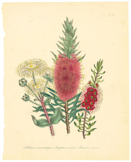 Myrtle Varieties. 1. Callistemon macrostachyum. 2. Angophora cordifolia, Metrosideros speciosa. Pl. 30.