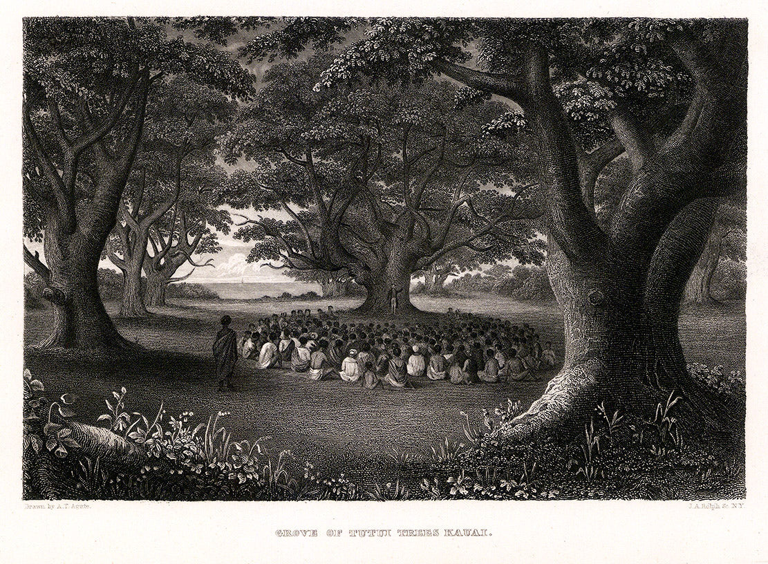 Grove of Tutui Trees Kauai. (Kukui Tree)